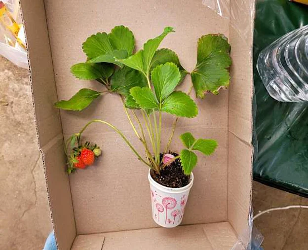 고운연아네딸기농장