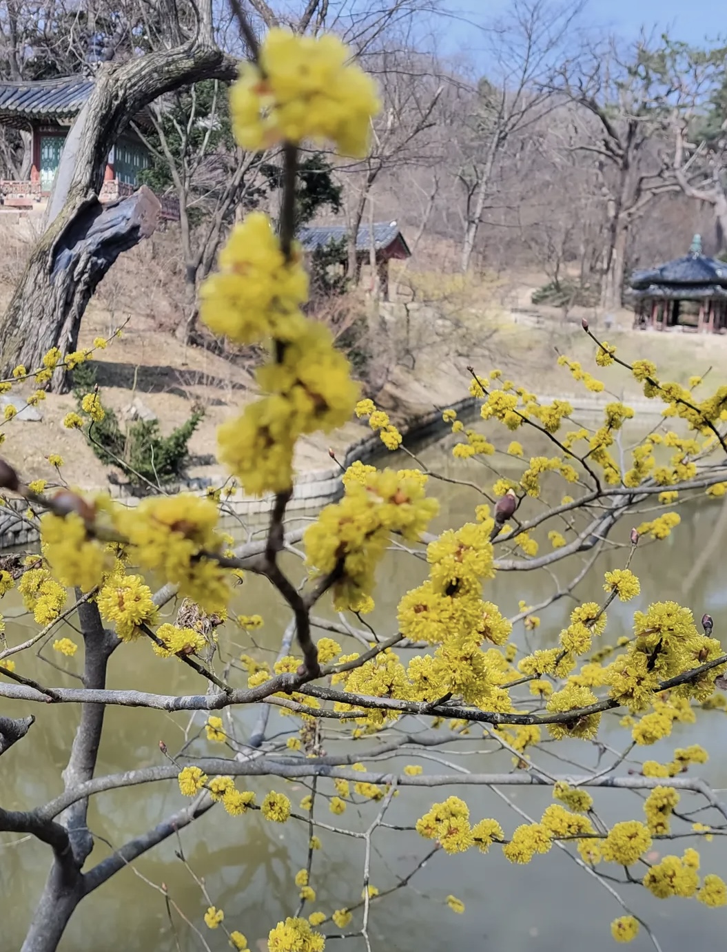 벚꽃 개화시기 4월 7일? 산림청 개화지도로 보는 2026 봄꽃 개화시기 관련사진