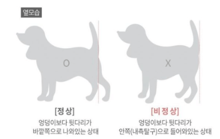 강아지 슬개골 탈구&amp;#44; 단계별 심화 증상과 우리 아이의 고통 신호