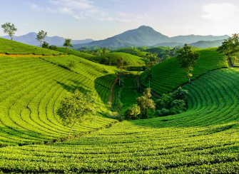 베트남여행 인기 선물 추천 BEST 10