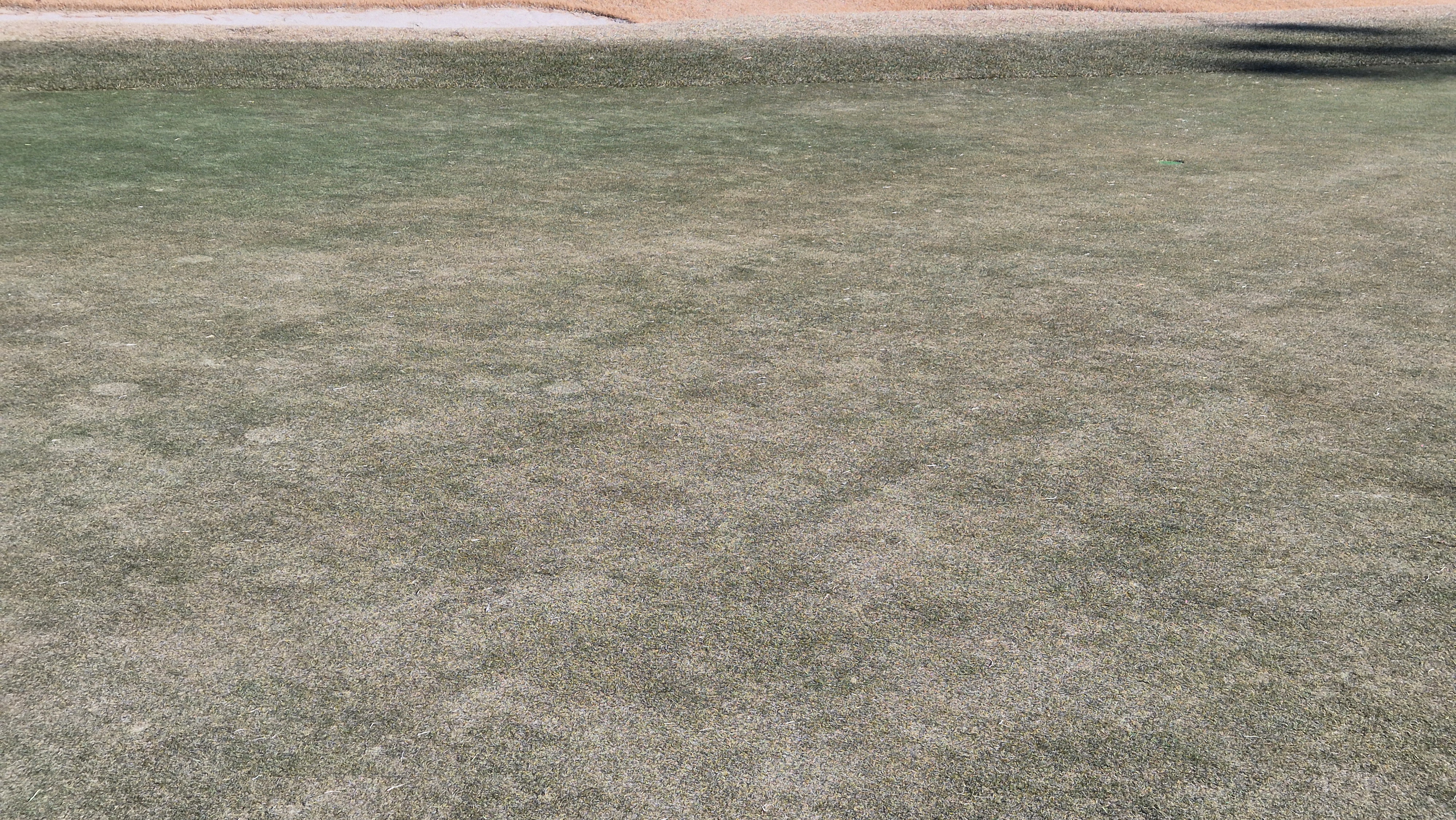 더크로스비gc 아리아-샬롯 코스 그린관리상태