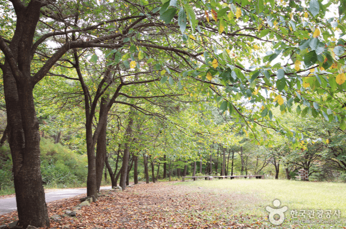 국립 희리산해송 자연휴양림