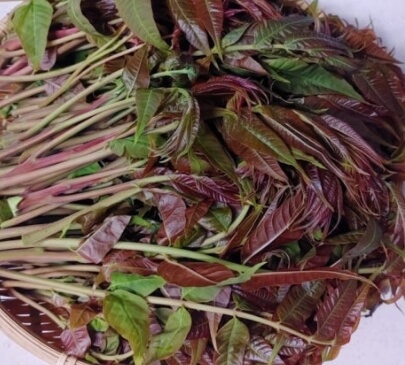 가죽나물고추장장아찌 만드는법