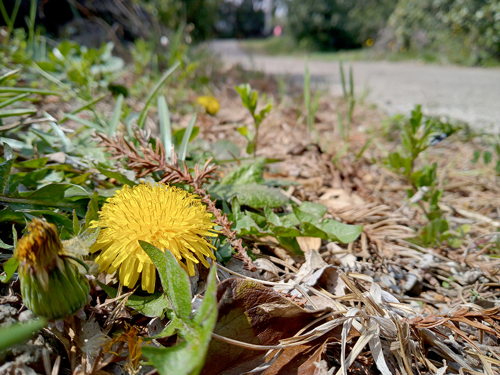 올레3A코스: 온평포구에서 표선올레까지