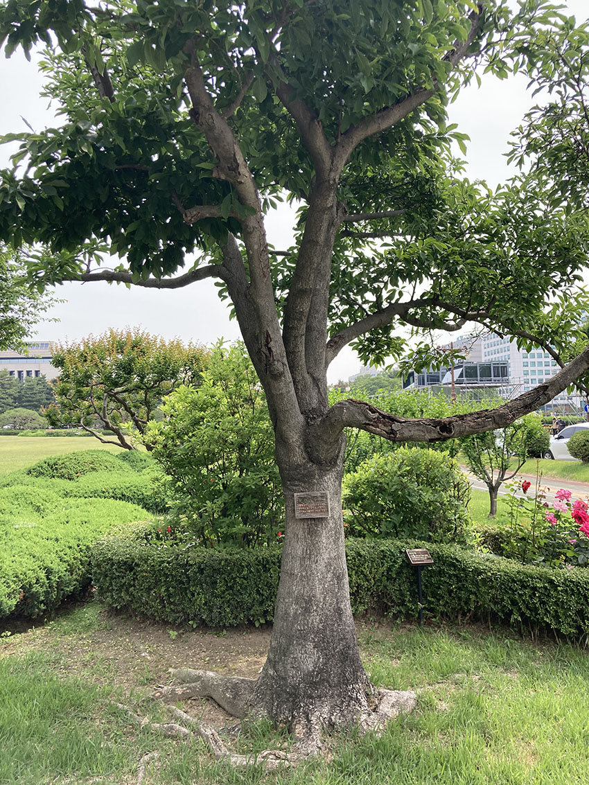 목련