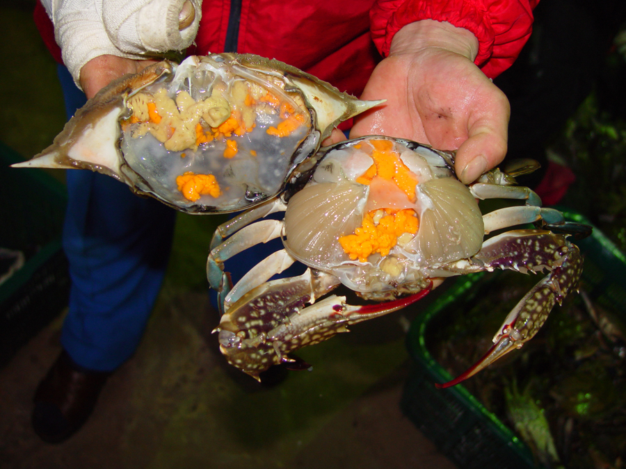 생생정보 진도꽃게축제
