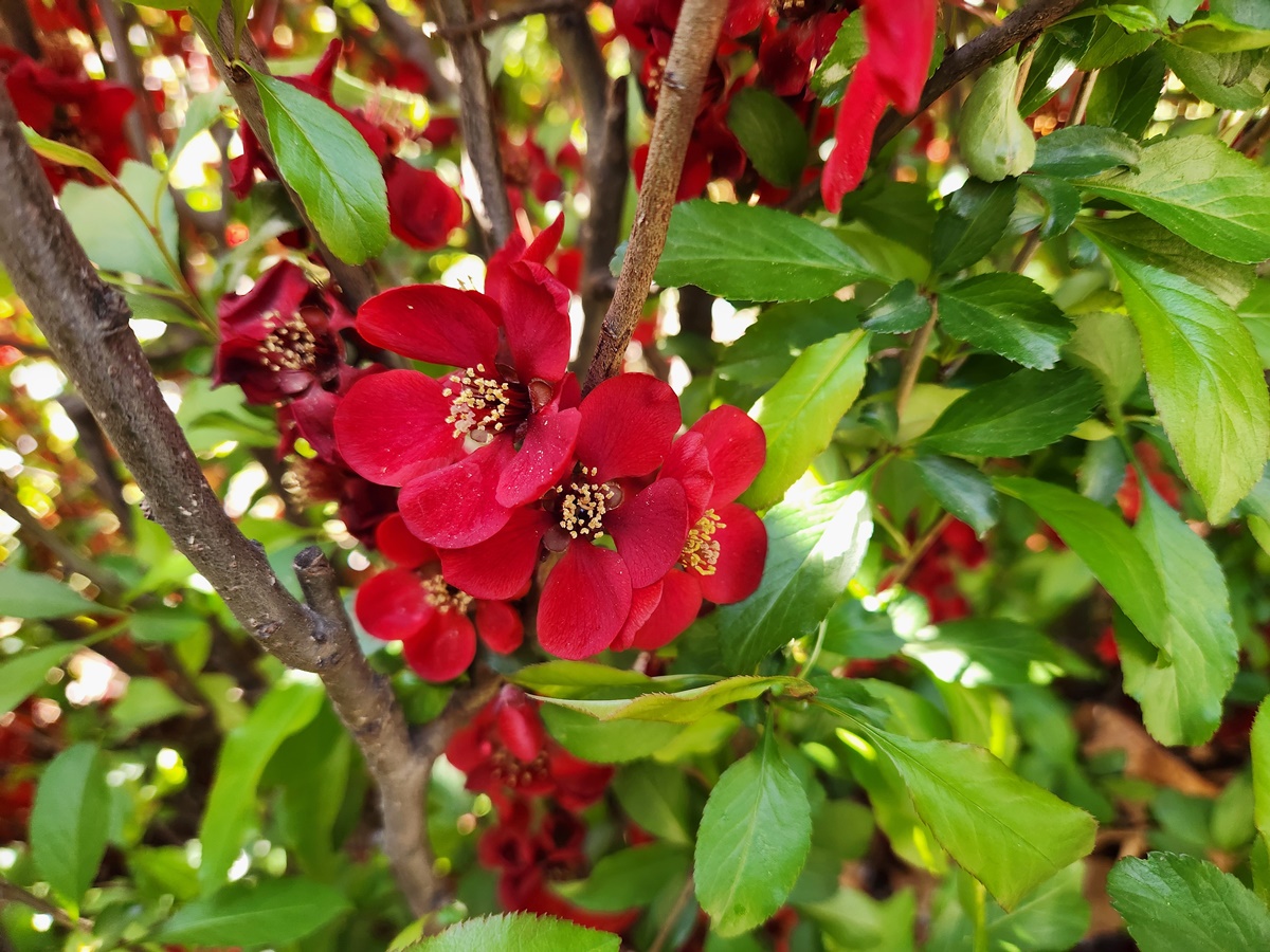 명자꽃(명자나무)