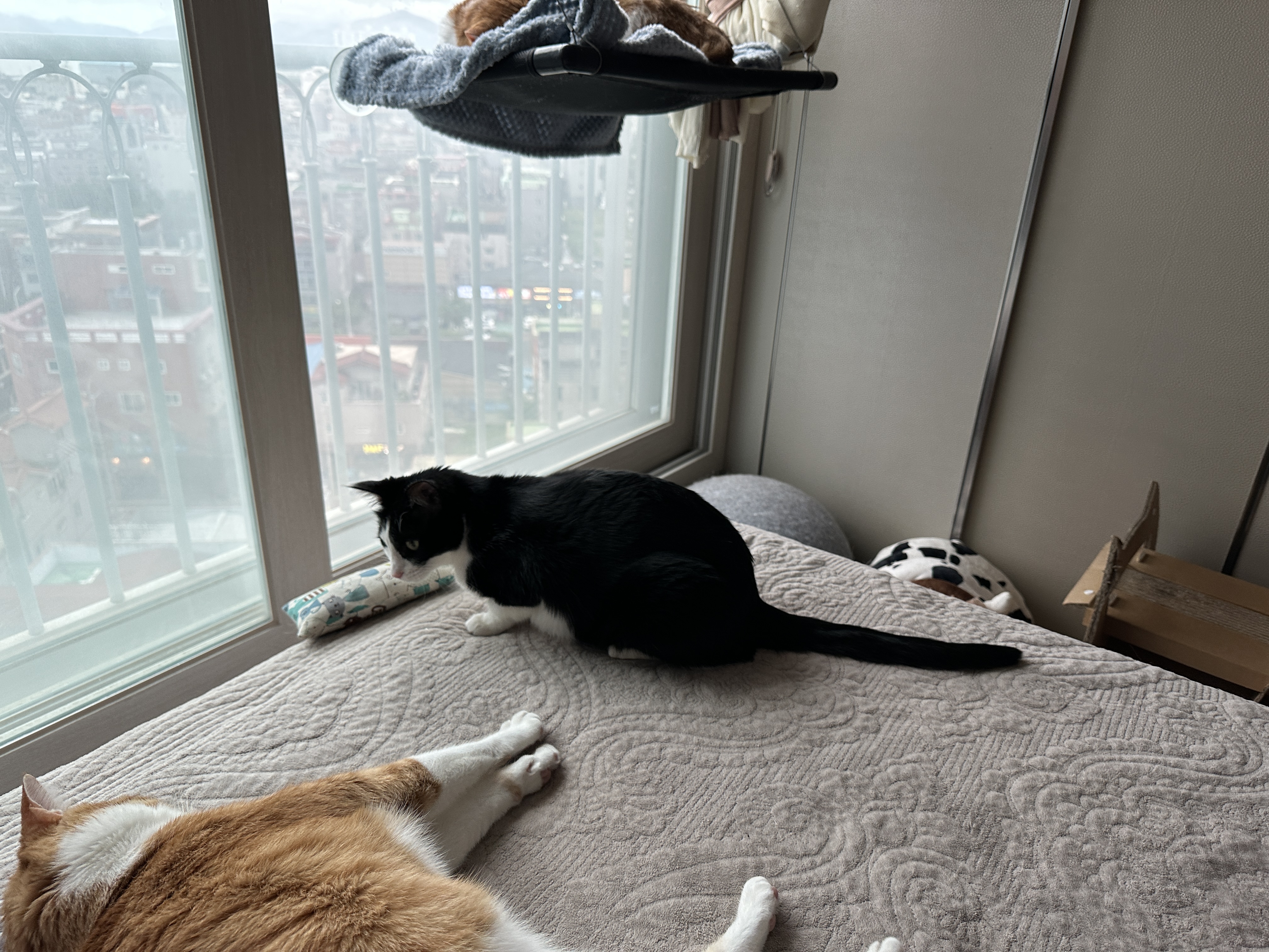 캣닢 좋아하는 두리의 캣닢쿠션 활용법 (feat. 시선강탈 호야 발꼬락)