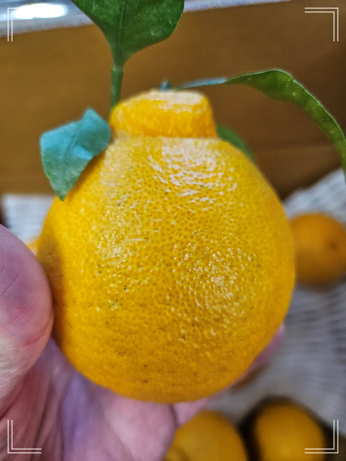 한라봉-봉우리-울퉁불퉁한한라봉-푸른잎한라봉