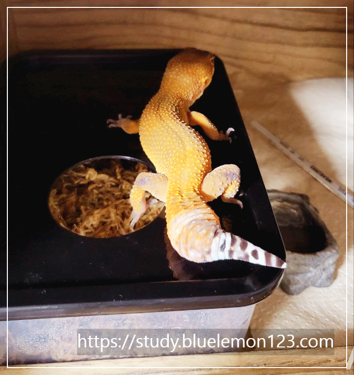 레오파드 게코 은신처 선택법과 추천 제품