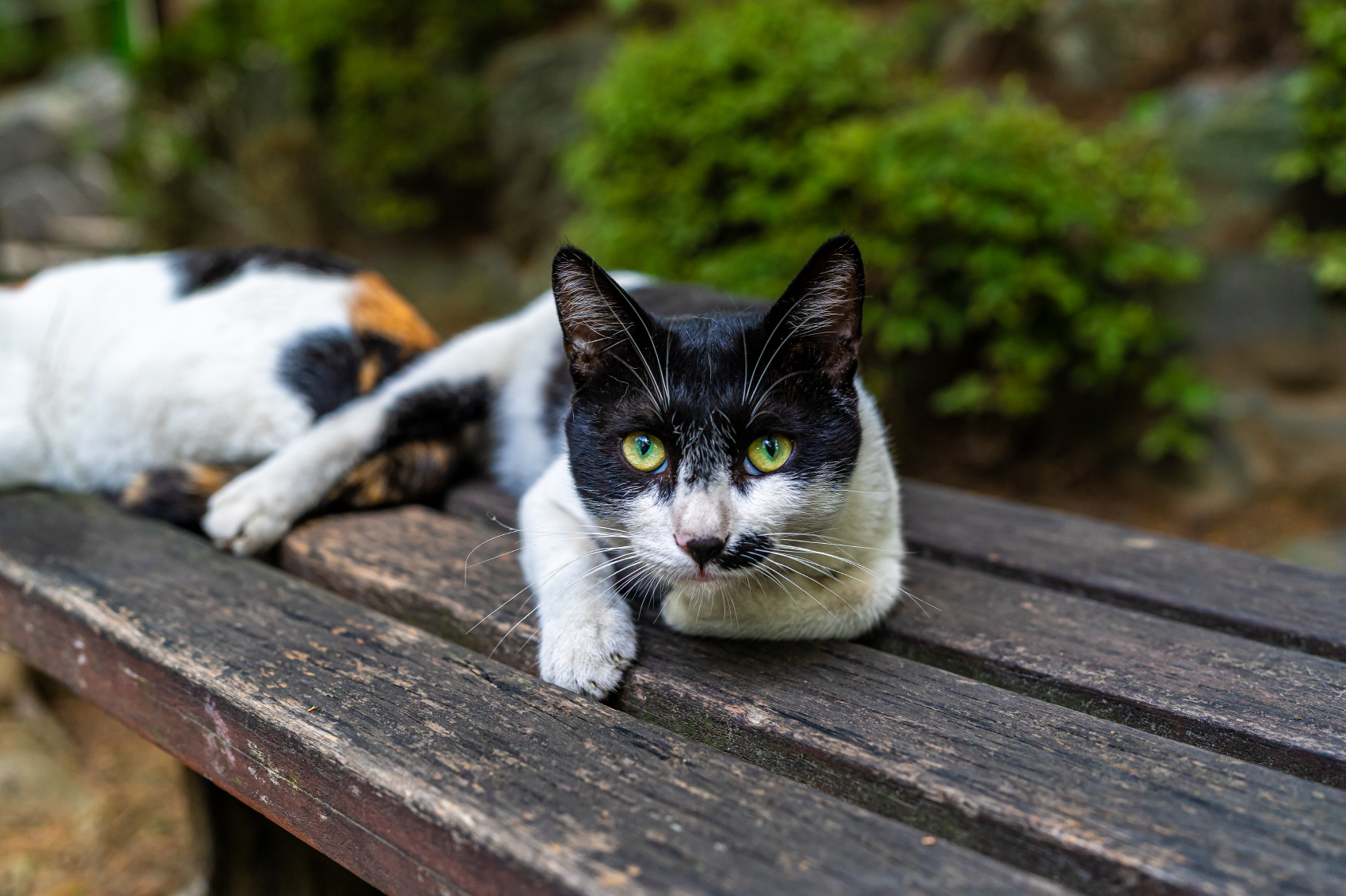 벤치 위에 누워 있는 고양이