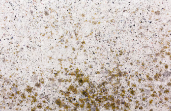 곰팡이 컨트롤팁