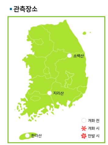 전국 실시간 벚꽃 개화현황 확인하기