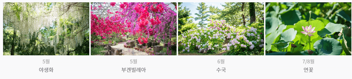 365 꽃세상 월별 꽃사진