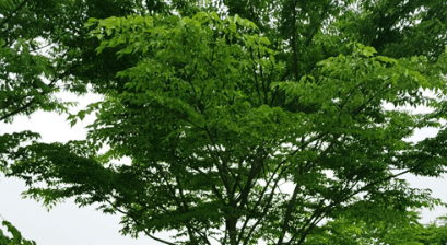 느티나무