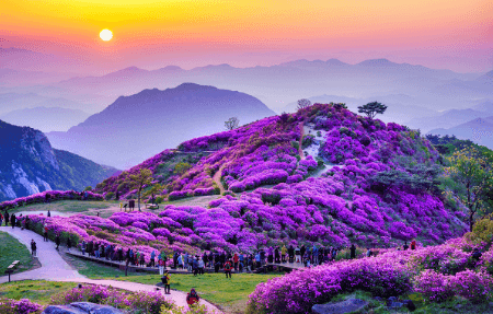 황매산 철쭉축제 기간