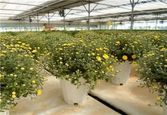 국화 재배 절화용 키우기 생장 조절 개화 유도_7