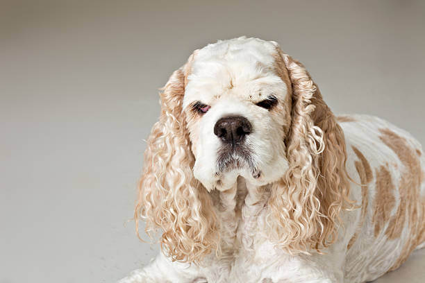 초보 견주의 강아지 키울 때 주의할 점