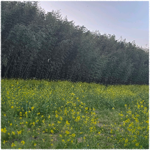 섬진강 대나무숲길