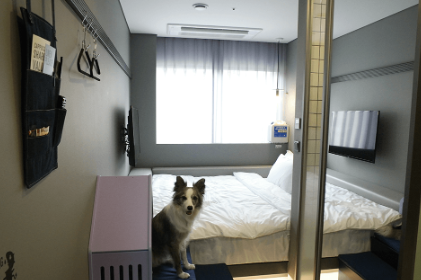 펫캉스 가능한 호텔 BEST 5