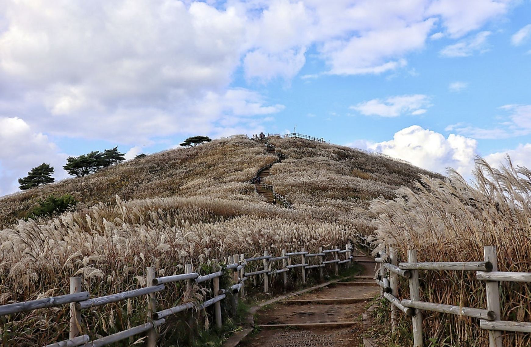 민둥산 은빛 억새 축제