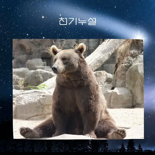 곰이 나오는 꿈 해몽