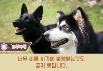 강아지가 다른 강아지 싫어하는 원인과 해결법_19
