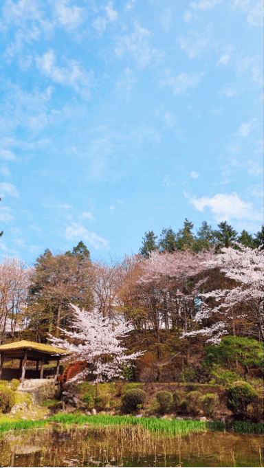 경주 벚꽃 개화 시기 및 축제 및 명소와 관련된 사진