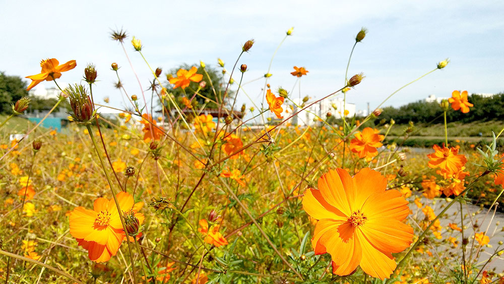 서울둘레길 안양천 꽃