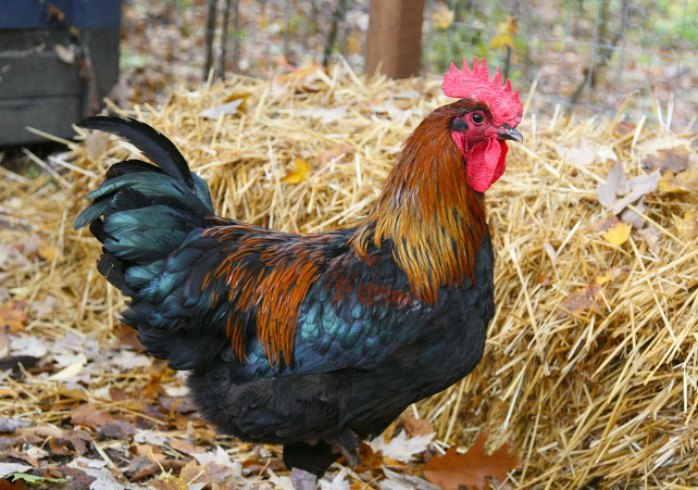 2023년 닭띠운세