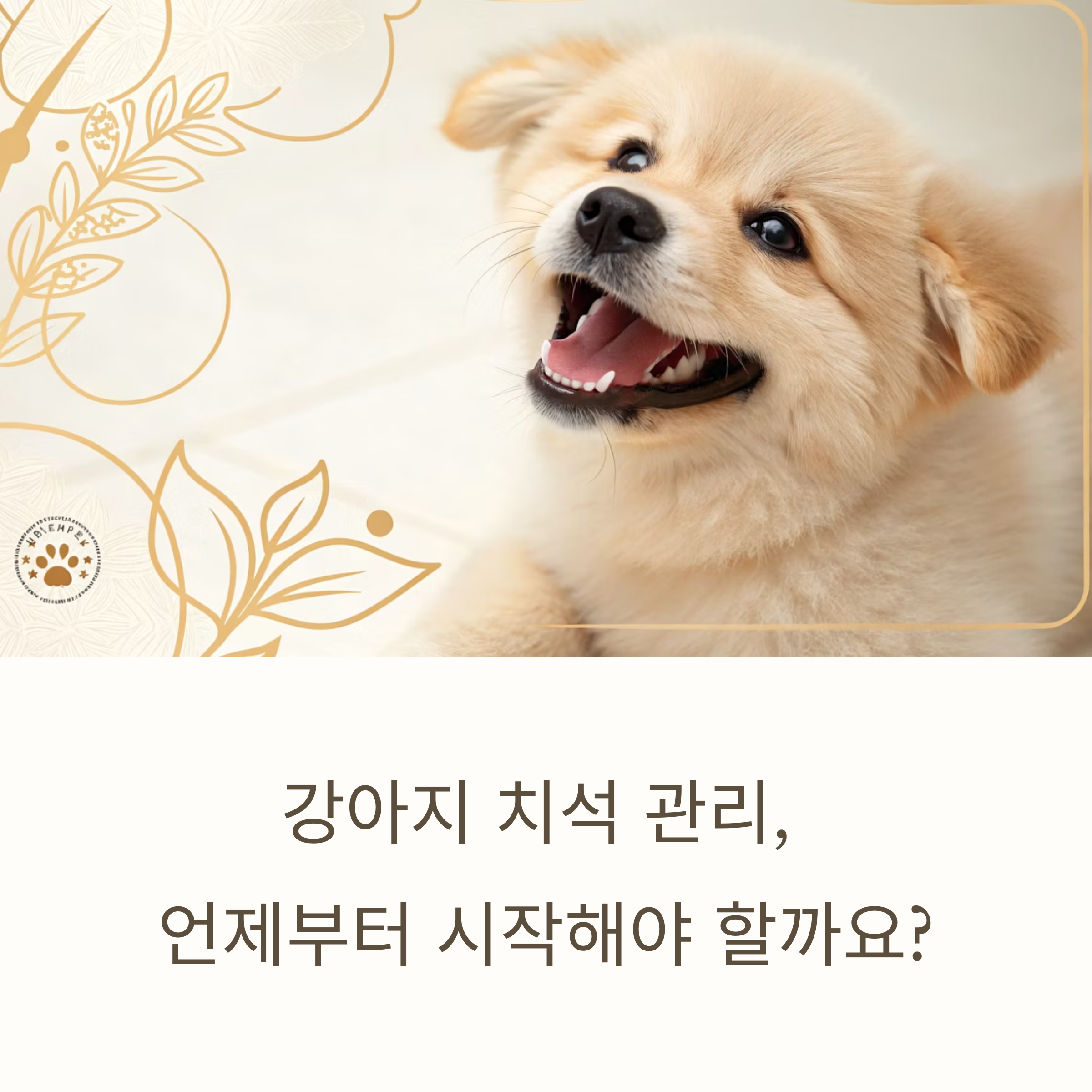 강아지 치석 관리, 언제부터 시작해야 할까요?