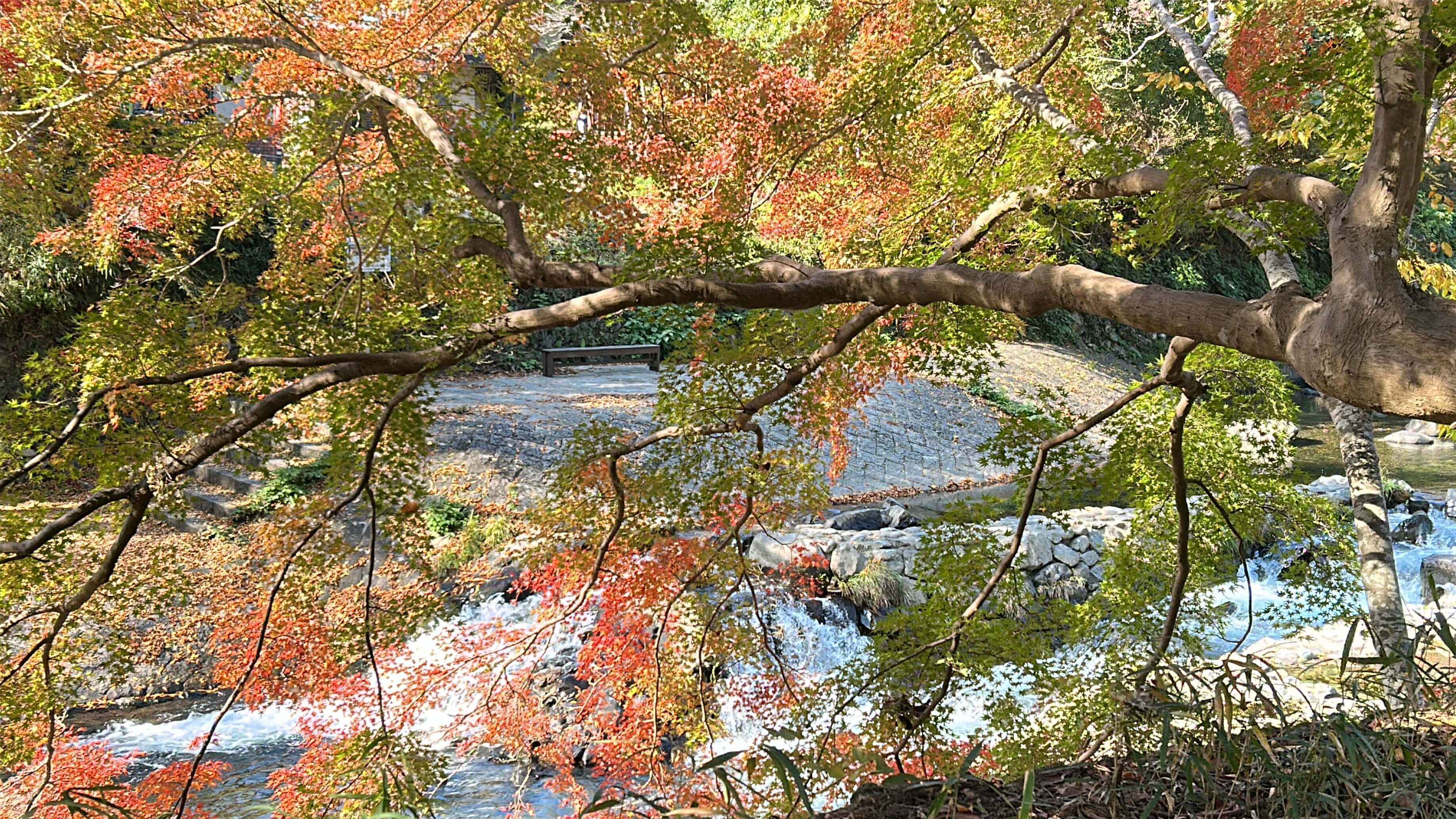 오사카 현지인도 간다! 교토 루리코인 가을단풍 명소 후기 관련사진