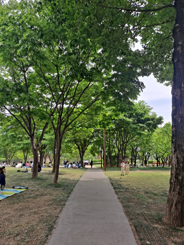 선유도공원 잔디