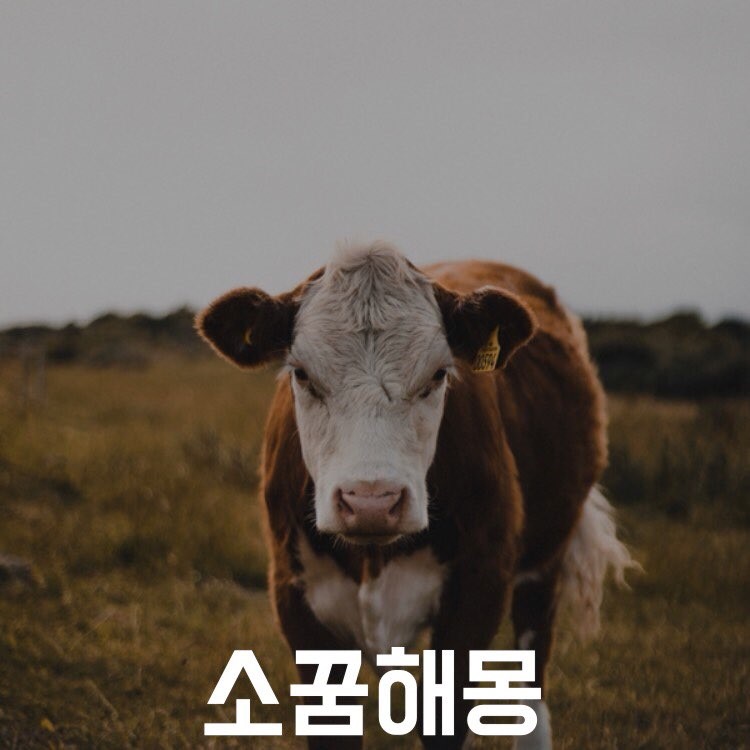 소 꿈 해몽
