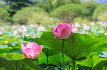 세미원 연꽃축제 연꽃문화제_1