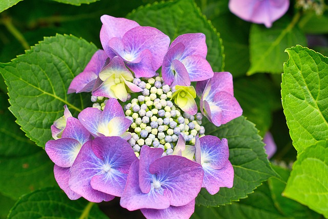 마노르블랑 수국축제