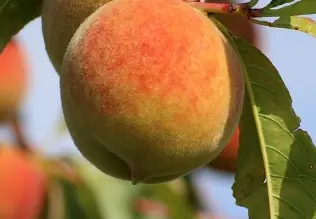 조치원 복숭아축제