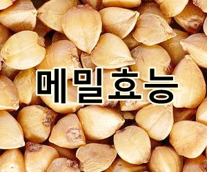 메밀 효능