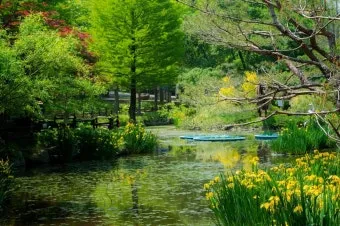 경상남도 수목원 5월의 꽃 관음죽꽃 핑퐁나무 황금자주달개비 마가렛 만첩빈도리 자란 크레이프자스민_3