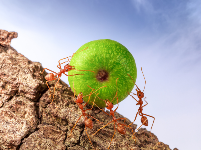 개미를 죽이는 꿈 해몽 꿈해석 의미 풀이