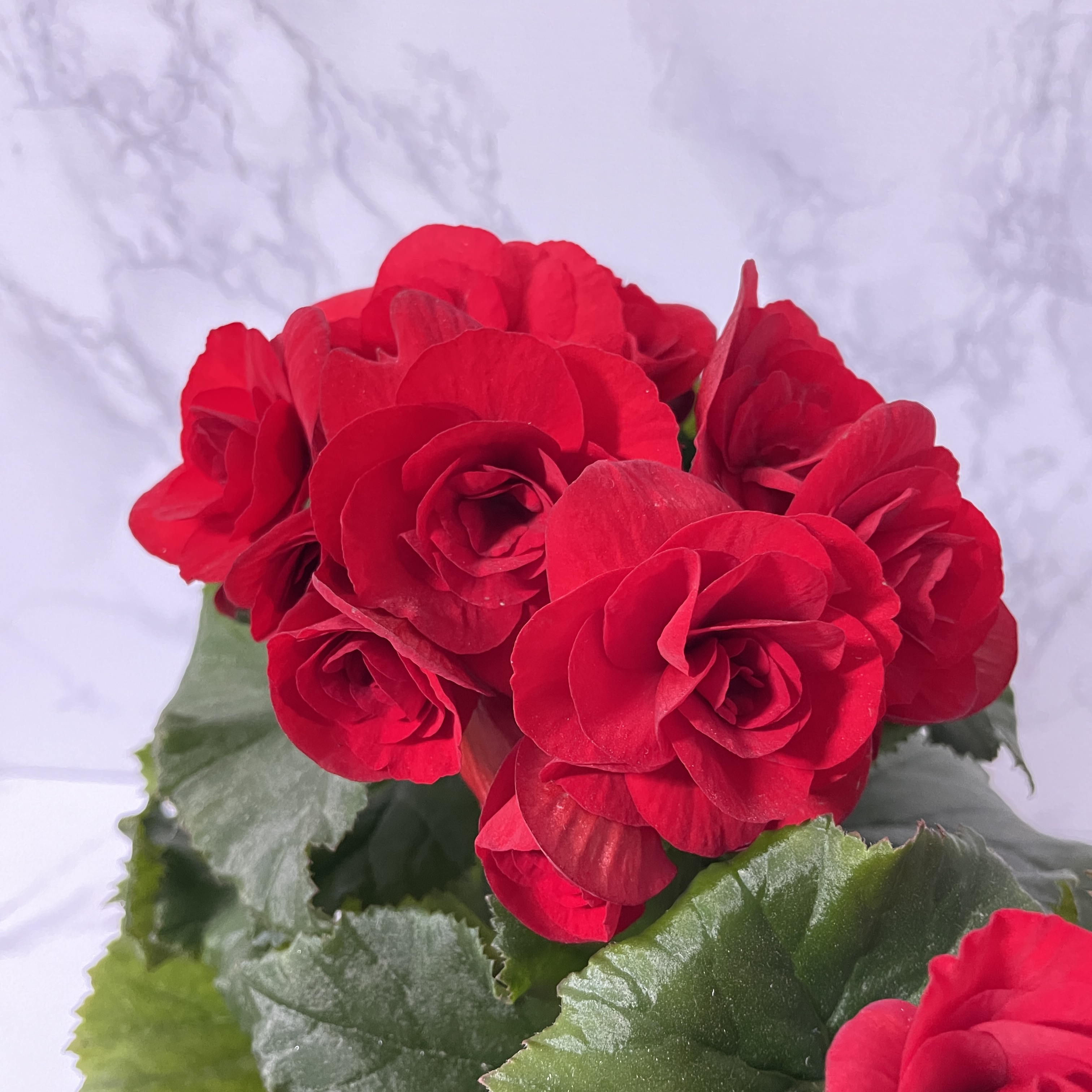 베고니아 키우는 법, 물주기, 햇빛, 관리방법