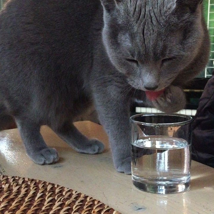물 먹는 고양이