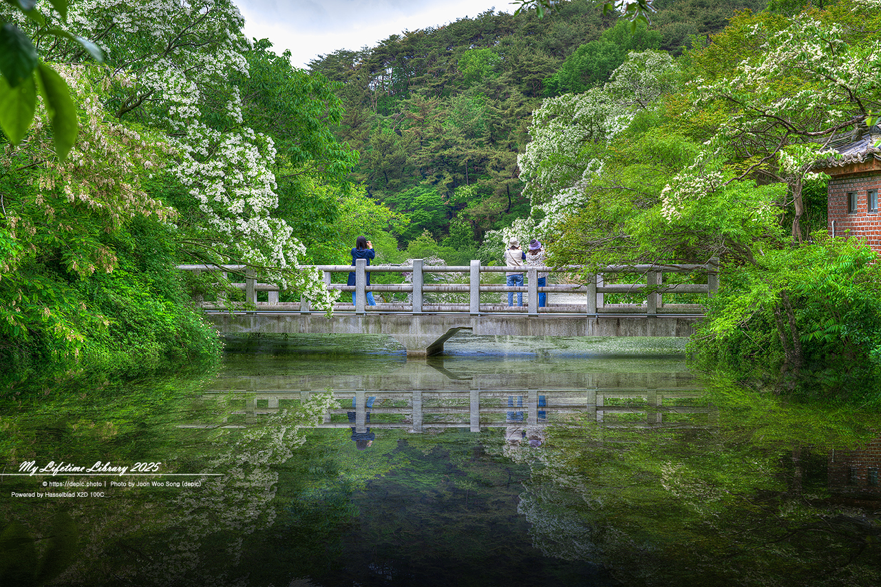 #밀양 #저수지 #위양지 #이팝