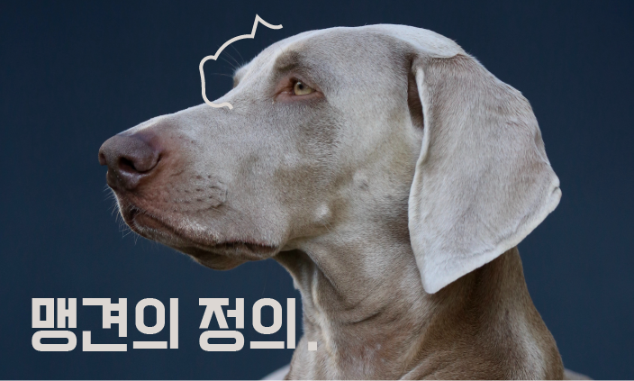 맹견