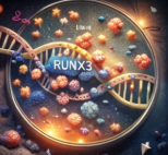 영양의 과잉이 유전자를 잠근다 &ndash; RUNX3의 침묵