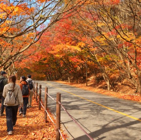 내장산 단풍축제 기간