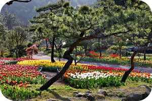하늘빛수목정원 봄꽃 &amp; 튤립축제 이미지 출처: 하늘빛 수목정원 홈페이지