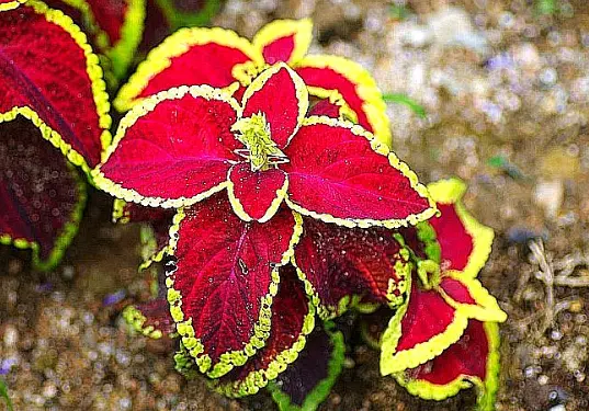 콜레우스-포스콜리