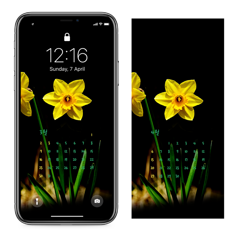 10 노란색 수선화 검정배경 AB - 2025년3월 아이폰달력배경화면
