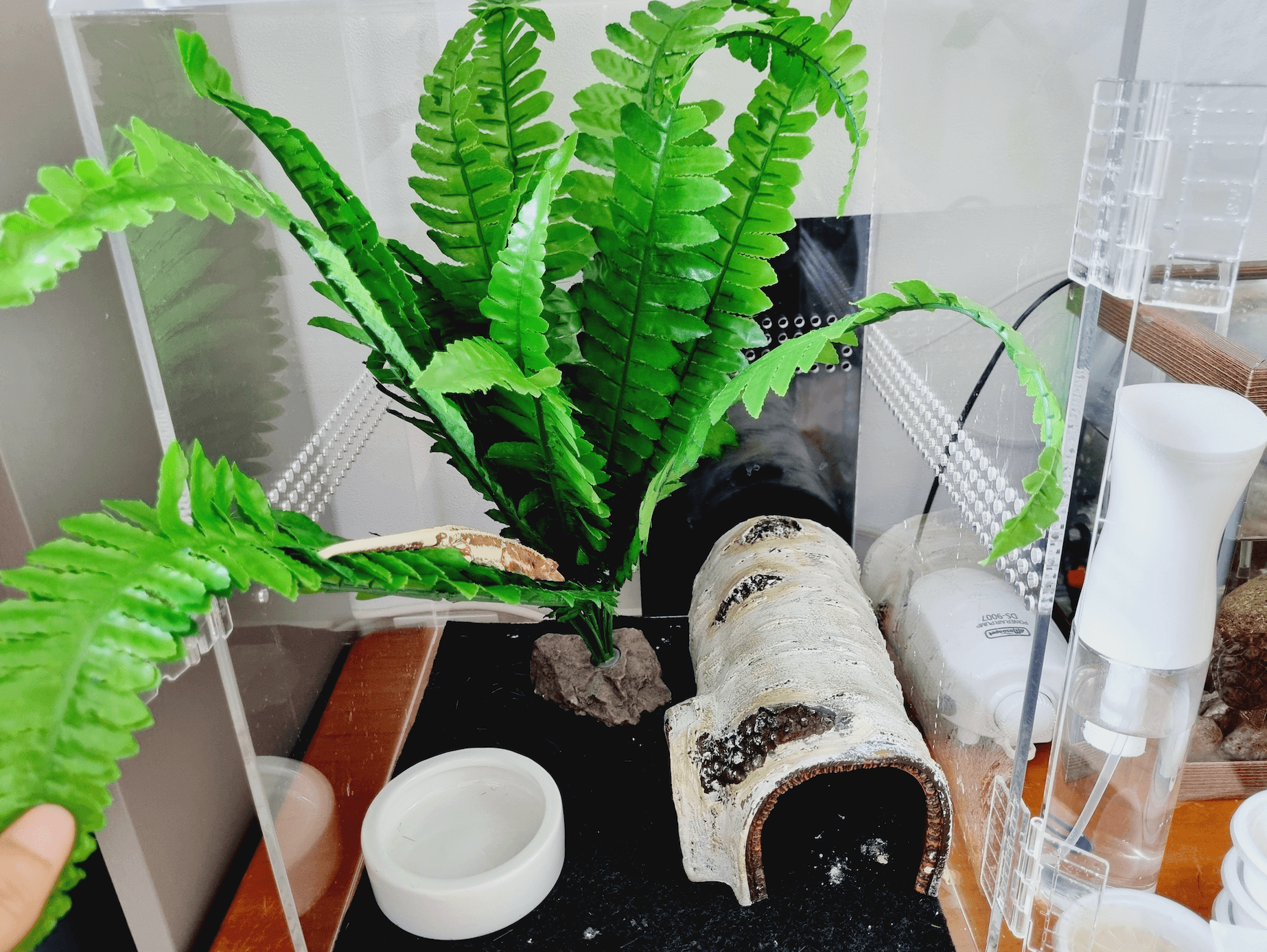 크레스티드 사육장